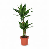 Dracaena Janet Lind (70cm, Ø17cm) im Kulturtopf