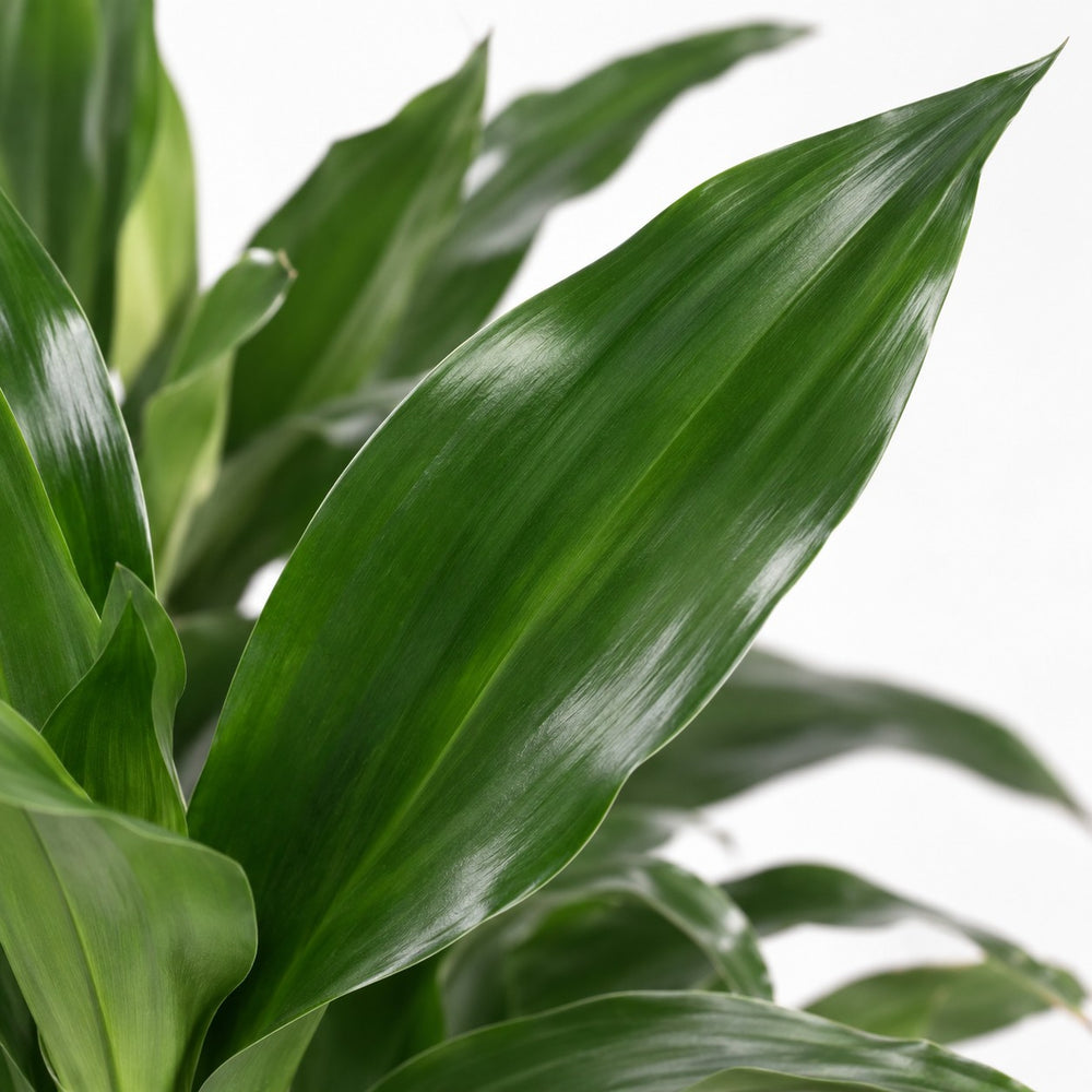 Dracaena Janet Lind (70cm, Ø17cm), Nahaufnahme Blatt