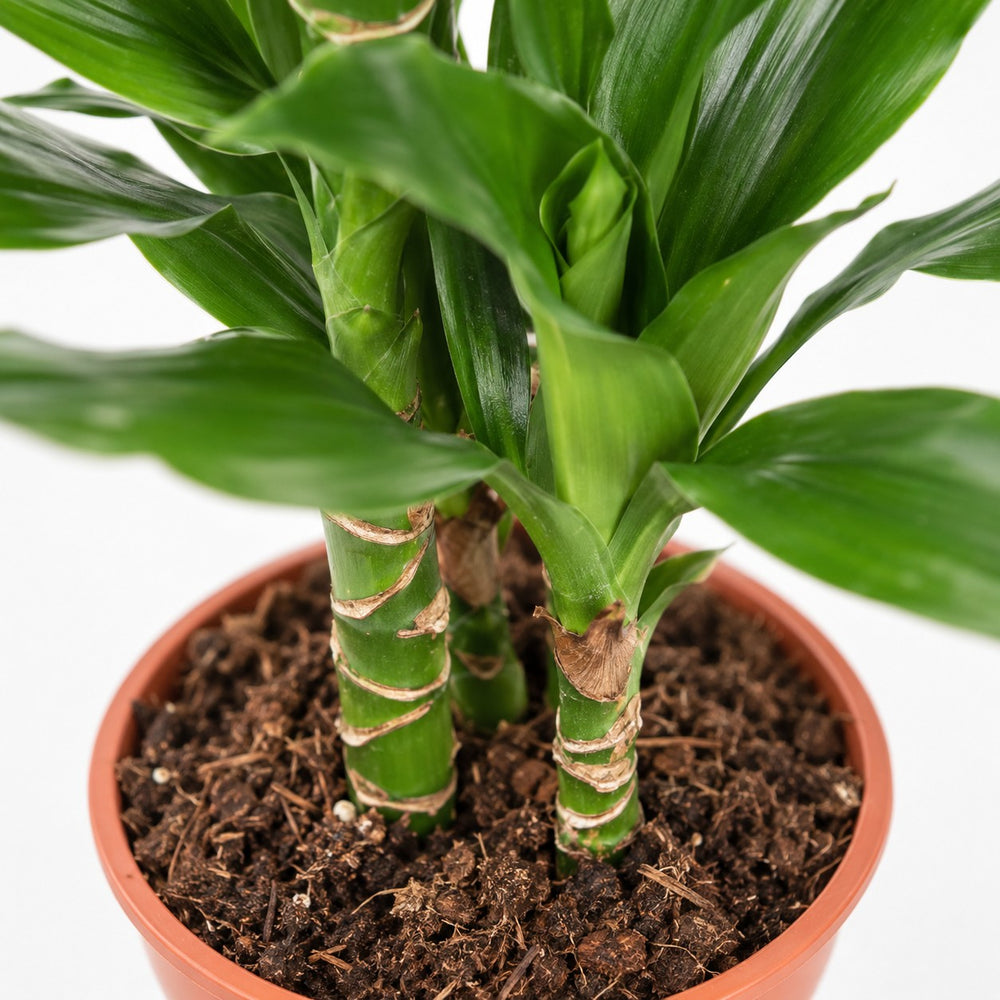 Dracaena Janet Lind (70cm, Ø17cm), Nahaufnahme Wuchs und Triebansatz