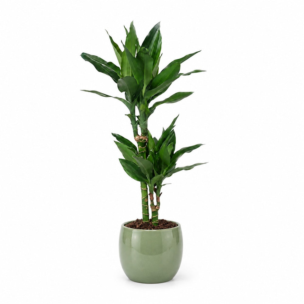 Dracaena Janet Lind (70cm, Ø17cm), Stylingbeispiel im Übertopf (Übertopf nicht enthalten)