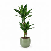 Dracaena Janet Lind (70cm, Ø17cm), Stylingbeispiel im Übertopf (Übertopf nicht enthalten)