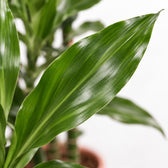 Dracaena Janet Lind, Nahaufnahme Blatt