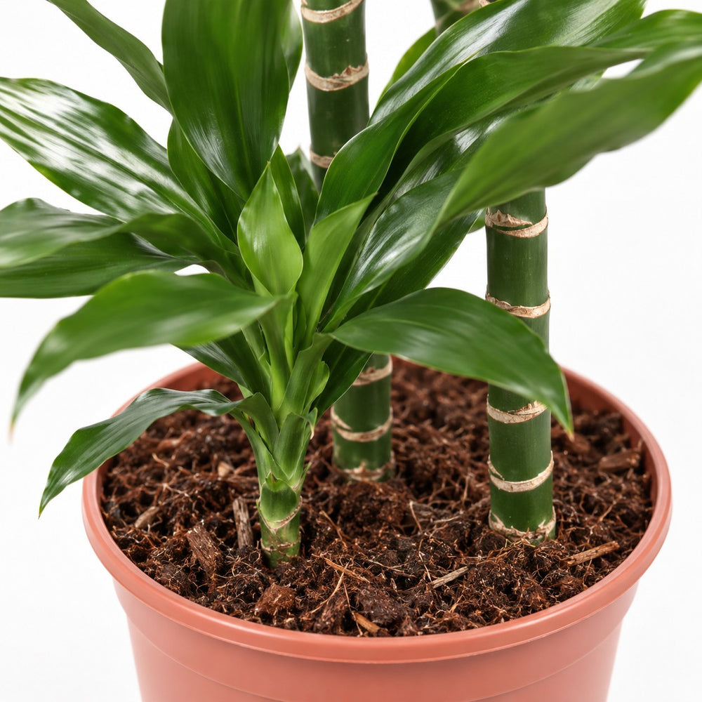 Dracaena Janet Lind, Nahaufnahme Wuchs und Triebansatz