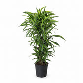 Dracaena Lemon Lime (120cm, Ø27cm) im Kulturtopf