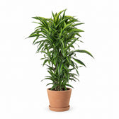 Dracaena Lemon Lime (120cm, Ø27cm), Stylingbeispiel im Übertopf (Übertopf nicht enthalten)