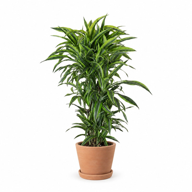Dracaena Lemon Lime Detail
