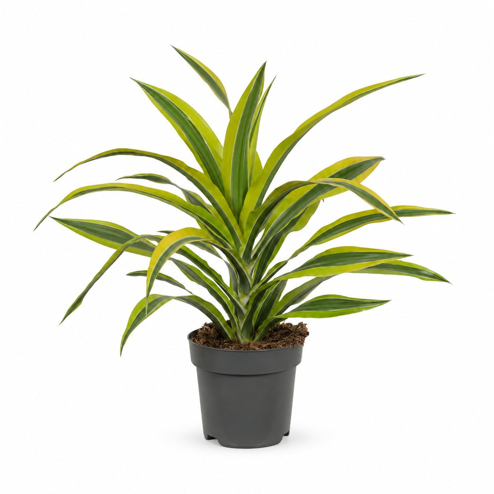 Dracaena Lemon Lime (40cm, Ø17cm) im Kulturtopf