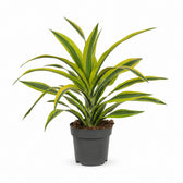 Dracaena Lemon Lime (40cm, Ø17cm) im Kulturtopf