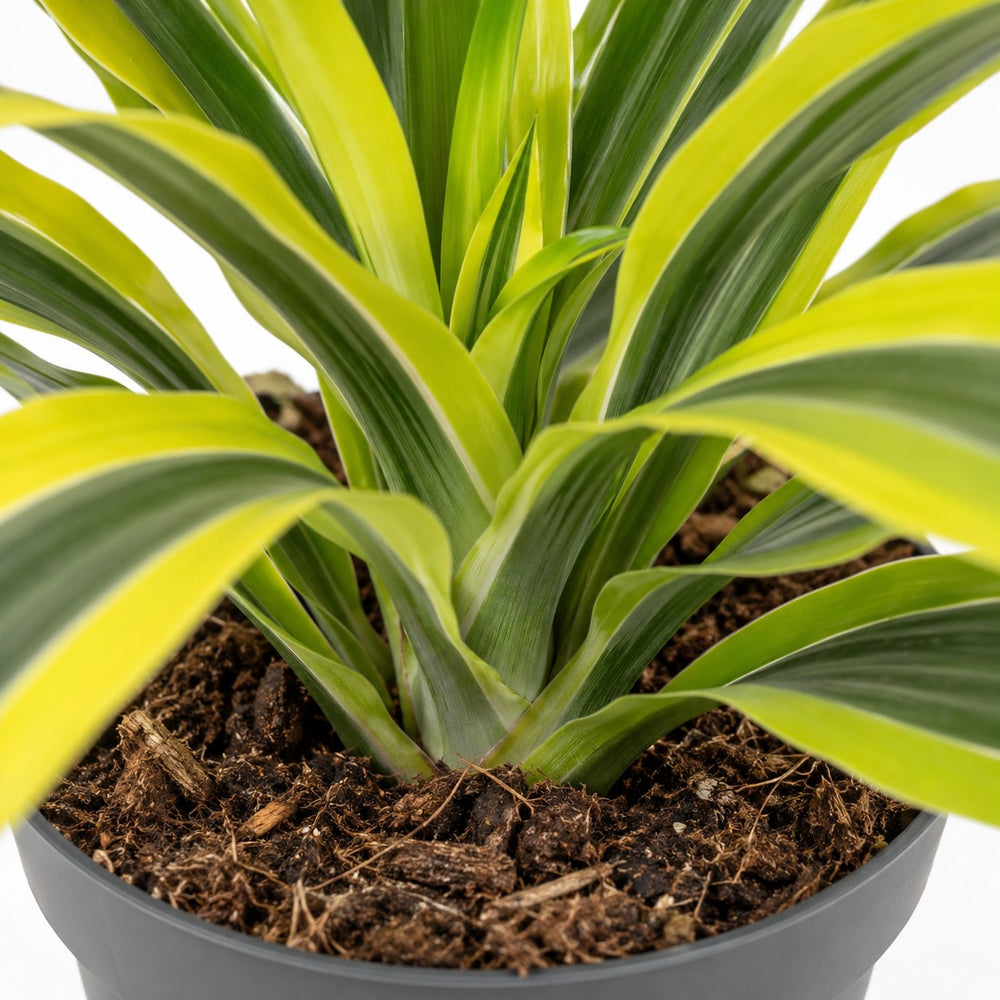 Dracaena Lemon Lime (40cm, Ø17cm), Nahaufnahme Wuchs und Triebansatz