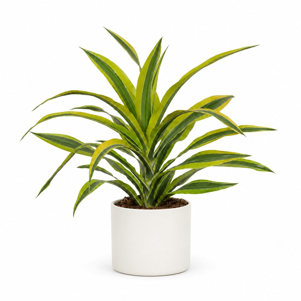 Dracaena Lemon Lime (40cm, Ø17cm), Stylingbeispiel im Übertopf (Übertopf nicht enthalten)