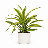 Dracaena Lemon Lime (40cm, Ø17cm), Stylingbeispiel im Übertopf (Übertopf nicht enthalten)