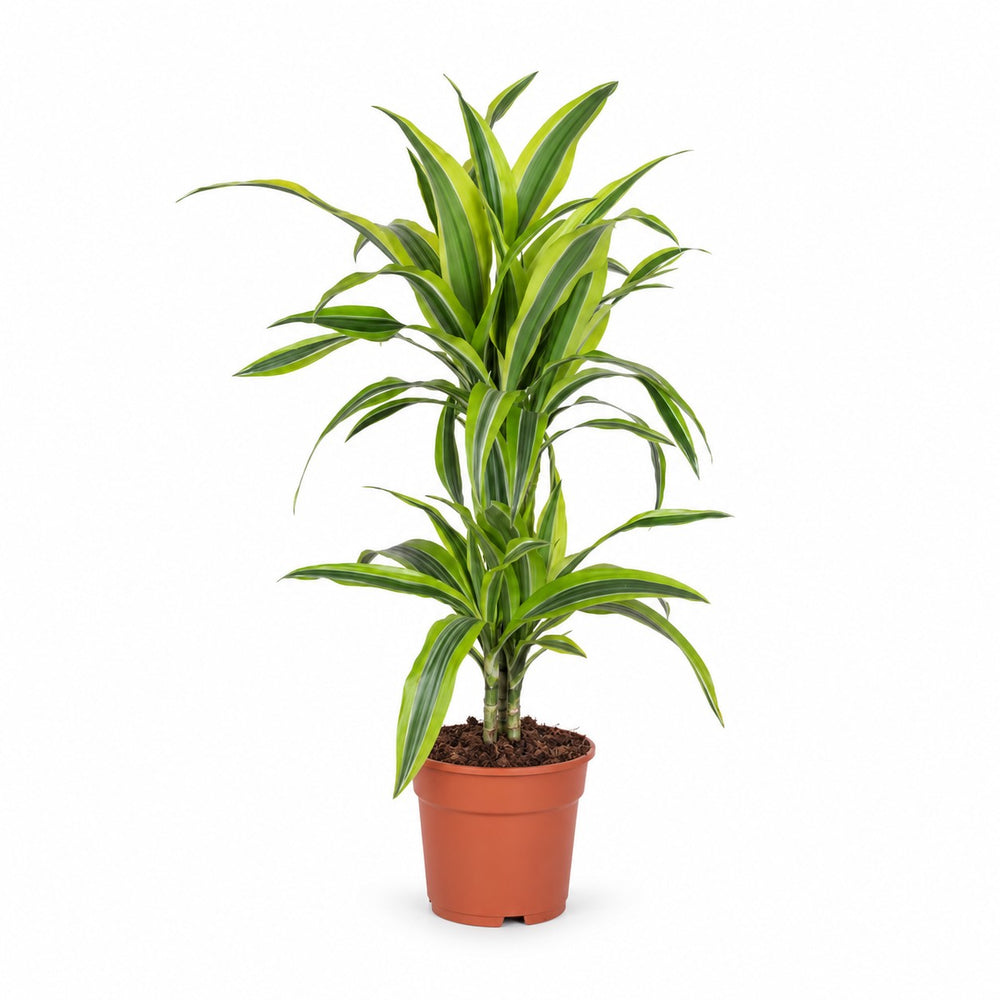 Dracaena Lemon Lime (65cm, Ø17cm) im Kulturtopf