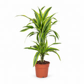 Dracaena Lemon Lime (65cm, Ø17cm) im Kulturtopf