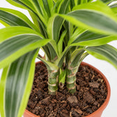Dracaena Lemon Lime (65cm, Ø17cm), Nahaufnahme Wuchs und Triebansatz