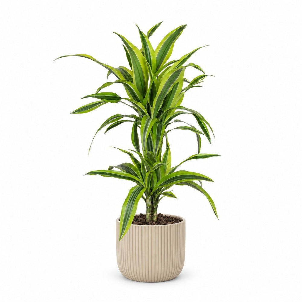Dracaena Lemon Lime (65cm, Ø17cm), Stylingbeispiel im Übertopf (Übertopf nicht enthalten)