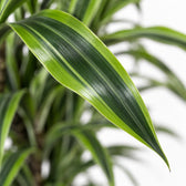 Dracaena Lemon Lime, Nahaufnahme Blatt