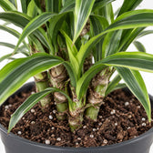 Dracaena Lemon Lime, Nahaufnahme Wuchs und Triebansatz