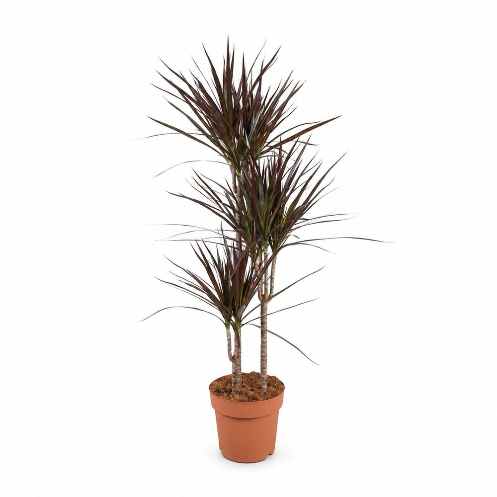 Dracaena Magenta (120cm, Ø21cm) im Kulturtopf