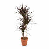 Dracaena Magenta (120cm, Ø21cm) im Kulturtopf