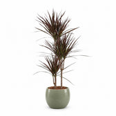 Dracaena Magenta (120cm, Ø21cm), Stylingbeispiel im Übertopf (Übertopf nicht enthalten)