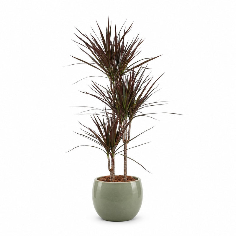 Dracaena Magenta Detail