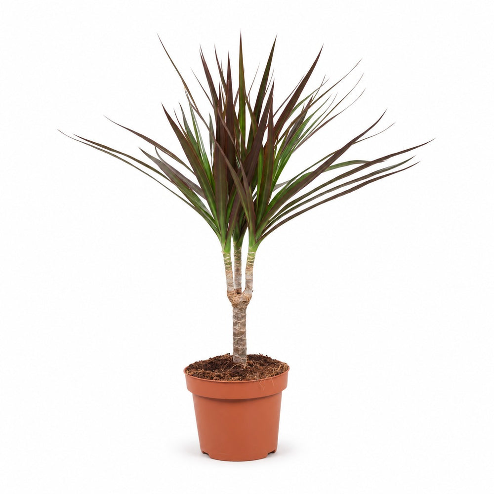 Dracaena Magenta (50cm, Ø12cm) im Kulturtopf