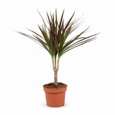 Dracaena Magenta (50cm, Ø12cm) im Kulturtopf