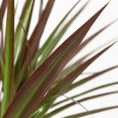 Dracaena Magenta (50cm, Ø12cm), Nahaufnahme Blatt