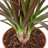 Dracaena Magenta (50cm, Ø12cm), Nahaufnahme Wuchs und Triebansatz