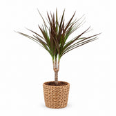 Dracaena Magenta (50cm, Ø12cm), Stylingbeispiel im Übertopf (Übertopf nicht enthalten)