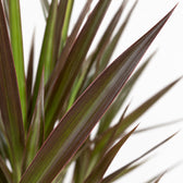 Dracaena Magenta (80cm, Ø17cm), Nahaufnahme Blatt