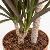 Dracaena Magenta (80cm, Ø17cm), Nahaufnahme Wuchs und Triebansatz