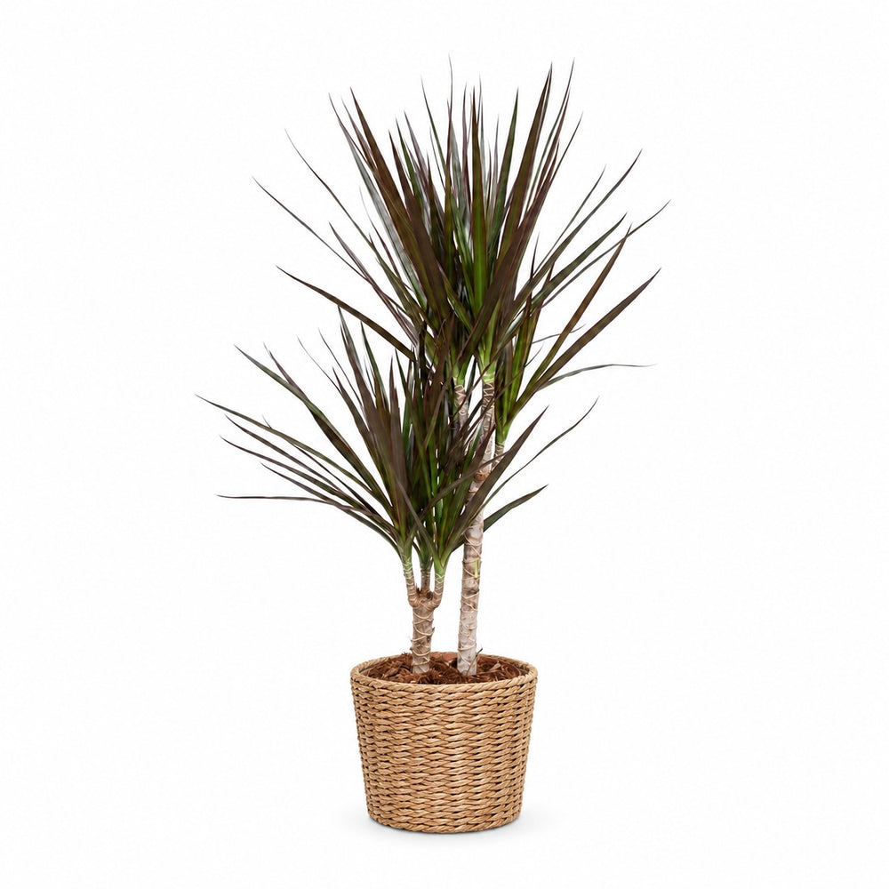Dracaena Magenta (80cm, Ø17cm), Stylingbeispiel im Übertopf (Übertopf nicht enthalten)