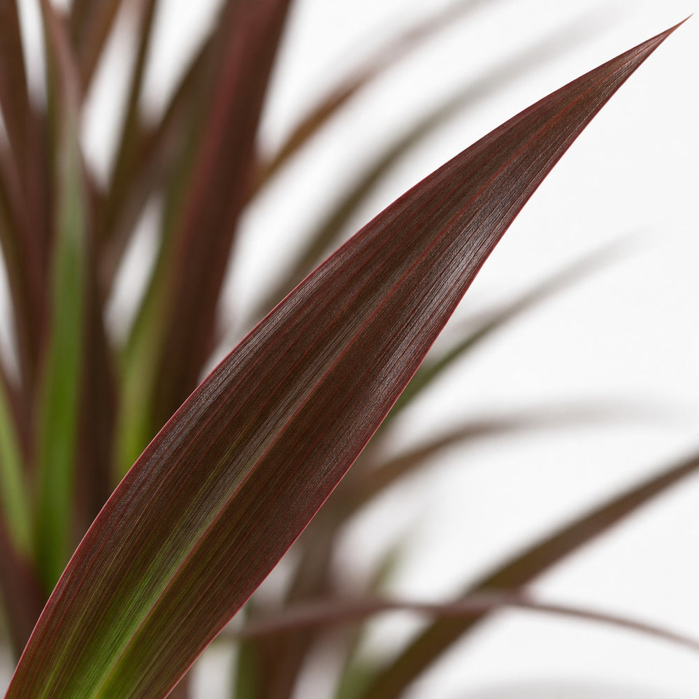 Dracaena Magenta, Nahaufnahme Blatt