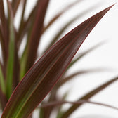 Dracaena Magenta, Nahaufnahme Blatt
