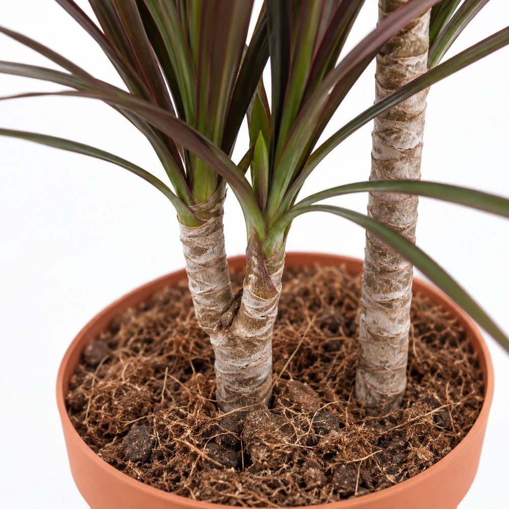Dracaena Magenta, Nahaufnahme Wuchs und Triebansatz