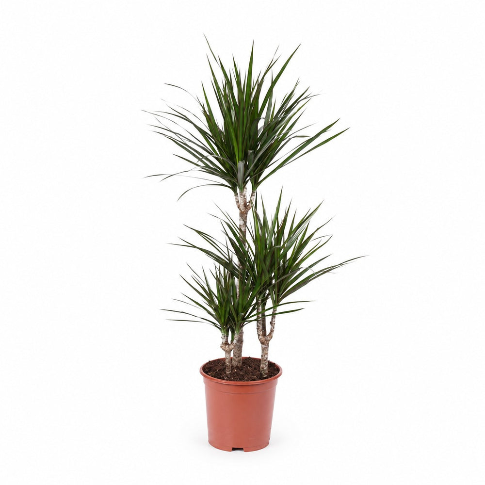 Dracaena Marginata (115cm, Ø21cm) im Kulturtopf