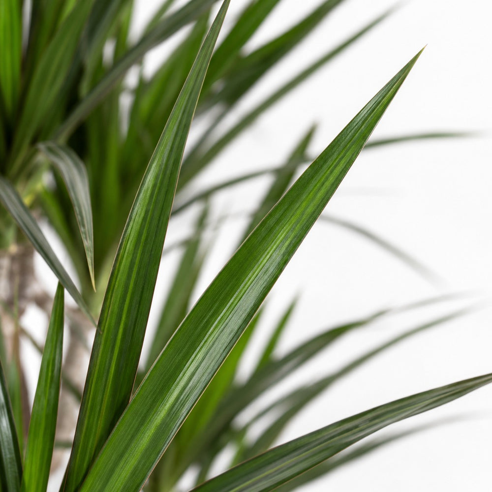 Dracaena Marginata (115cm, Ø21cm), Nahaufnahme Blatt