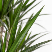 Dracaena Marginata (115cm, Ø21cm), Nahaufnahme Blatt