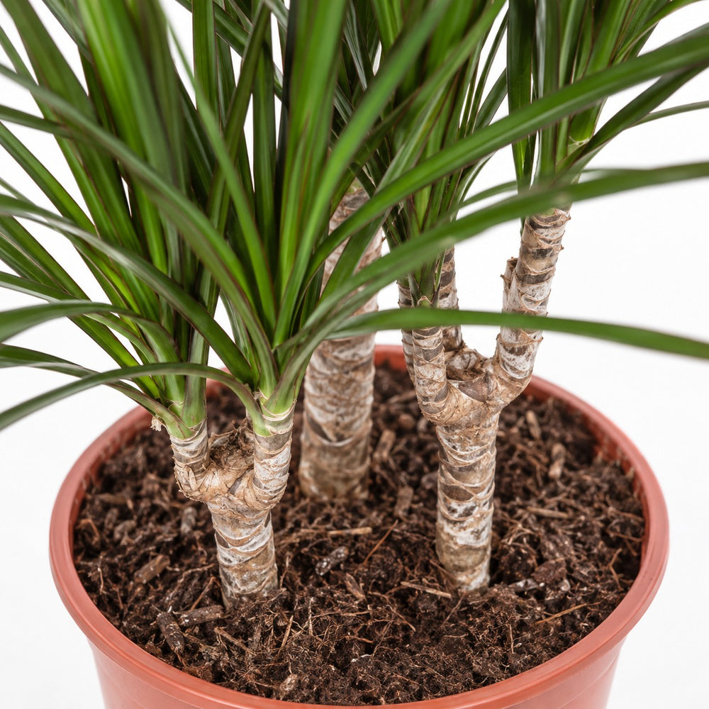 Dracaena Marginata (115cm, Ø21cm), Nahaufnahme Wuchs und Triebansatz