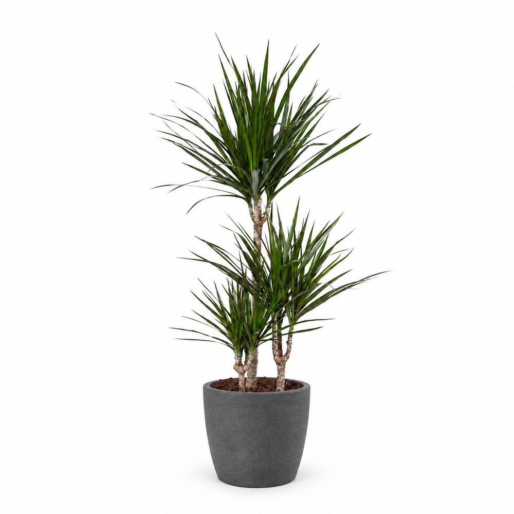 Dracaena Marginata (115cm, Ø21cm), Stylingbeispiel im Übertopf (Übertopf nicht enthalten)