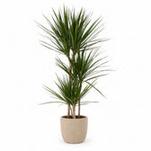 Dracaena Marginata (120cm, Ø21cm), Stylingbeispiel im Übertopf (Übertopf nicht enthalten)