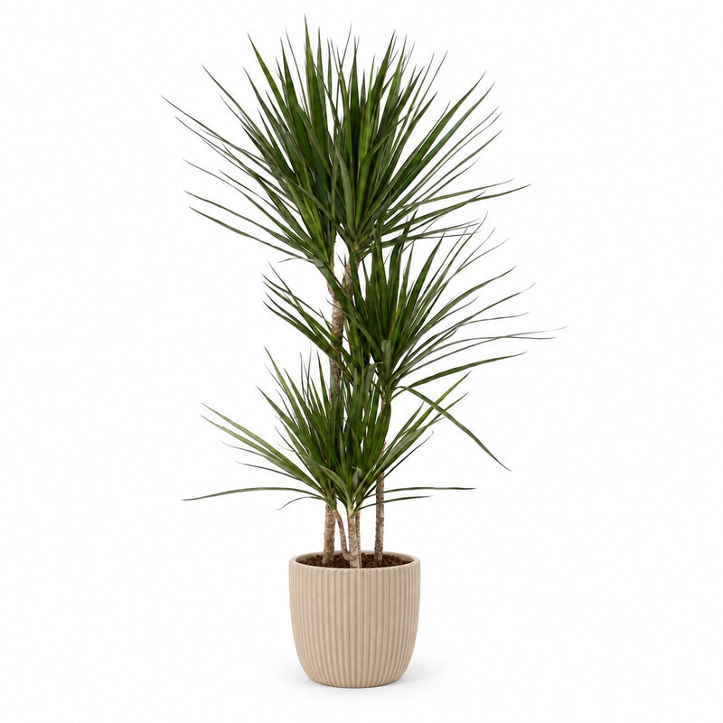 Dracaena Marginata Detail