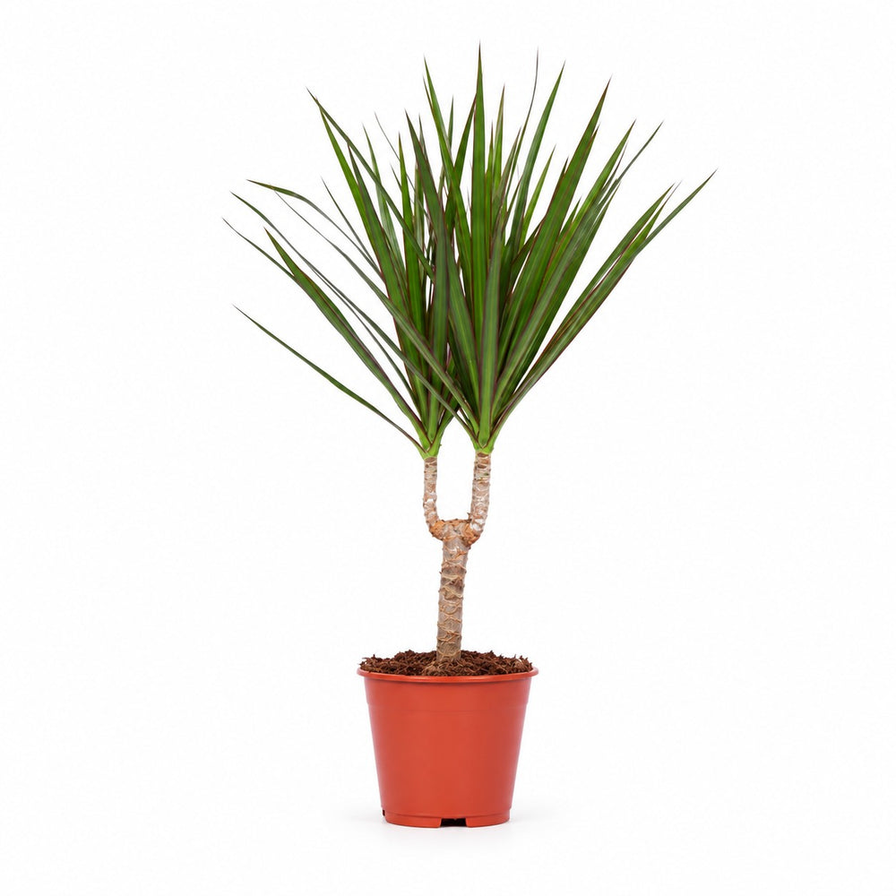 Dracaena Marginata (55cm, Ø14cm) im Kulturtopf