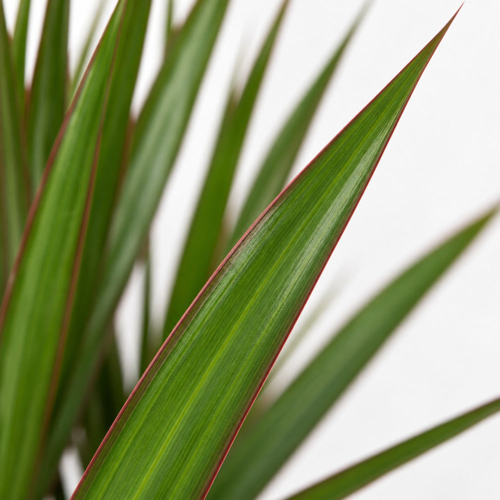 Dracaena Marginata (55cm, Ø14cm), Nahaufnahme Blatt