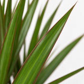 Dracaena Marginata (55cm, Ø14cm), Nahaufnahme Blatt