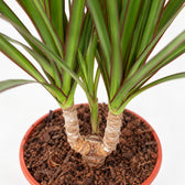 Dracaena Marginata (55cm, Ø14cm), Nahaufnahme Wuchs und Triebansatz