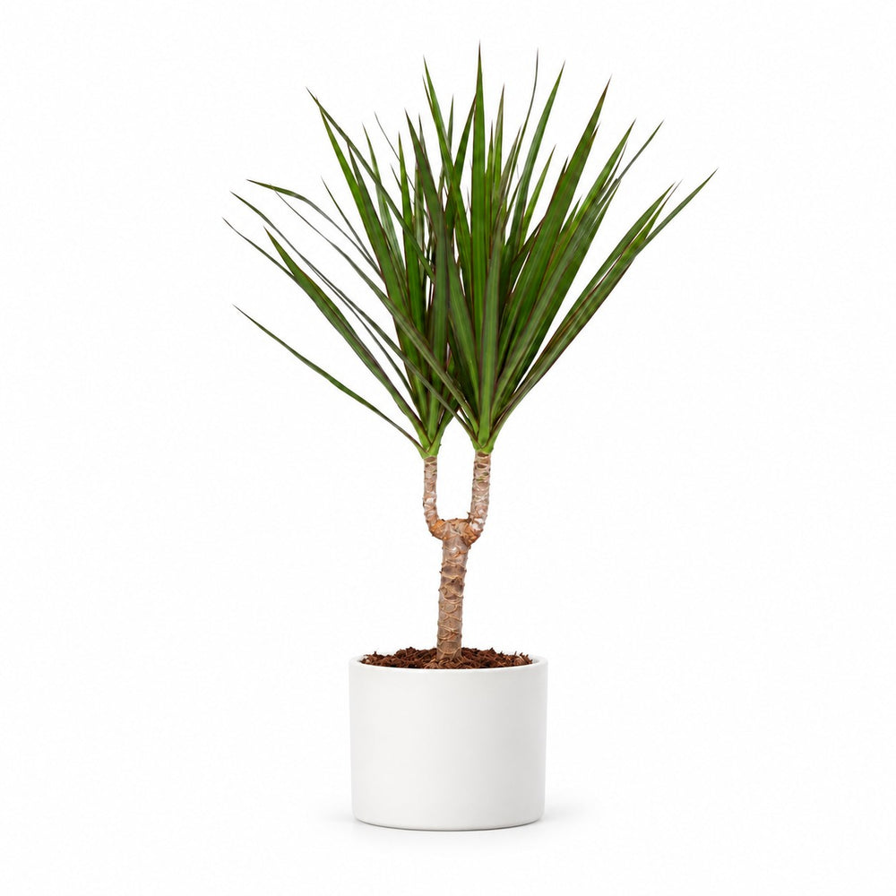 Dracaena Marginata (55cm, Ø14cm), Stylingbeispiel im Übertopf (Übertopf nicht enthalten)