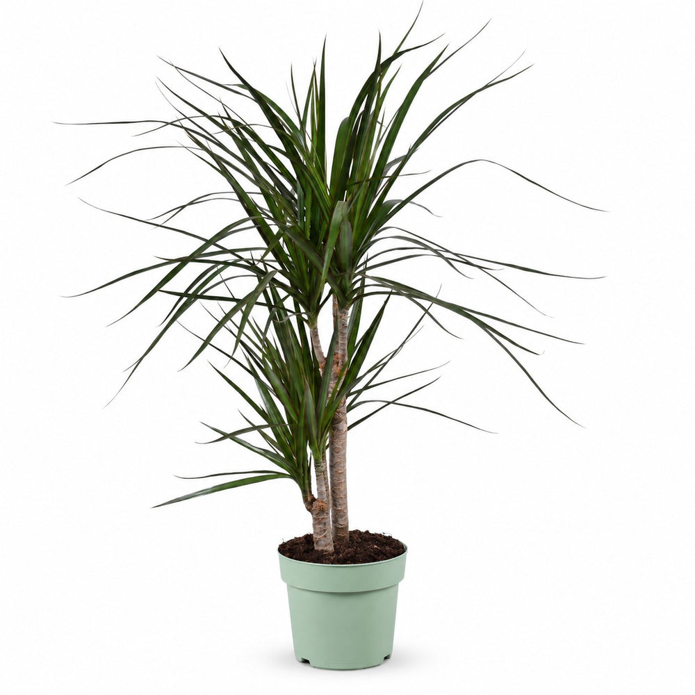 Dracaena Marginata (70cm, Ø17cm) im Kulturtopf