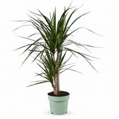 Dracaena Marginata (70cm, Ø17cm) im Kulturtopf